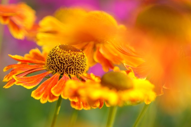 helenium-7325889_640.jpg